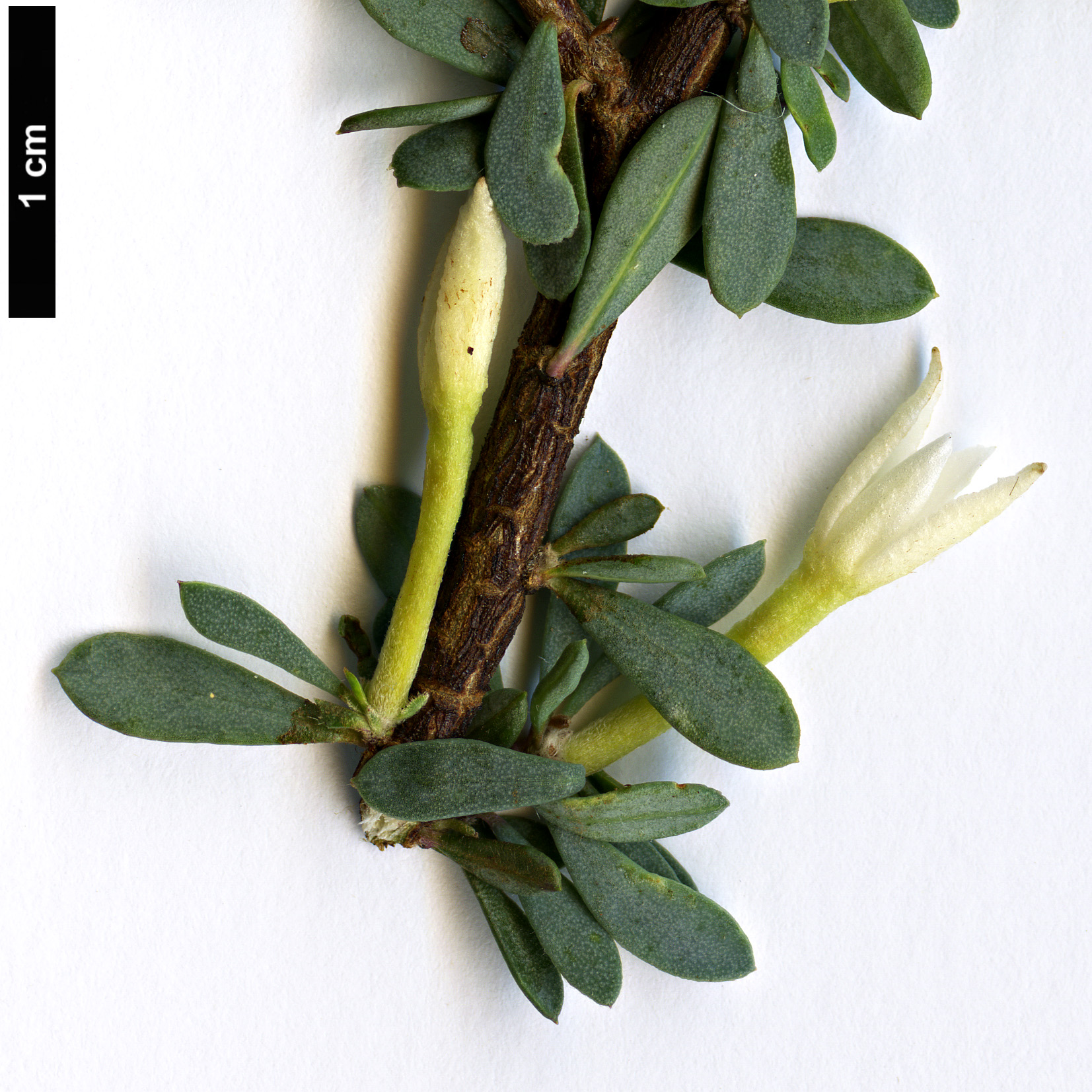 High resolution image: Family: Thymelaeaceae - Genus: Daphne - Taxon: jasminea - SpeciesSub: subsp. jarmilae